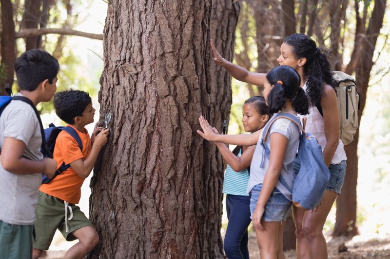 Kinder untersuchen einen Baum